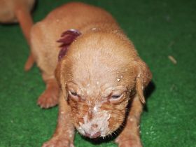 pups bibi 123.jpg