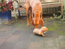 pups bibi 129.jpg