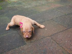 pups bibi 130.jpg