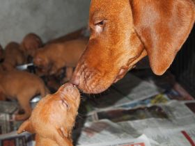 pups bibi 183.jpg