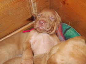 pups bibi 194.jpg