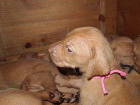 pups bibi 196.jpg