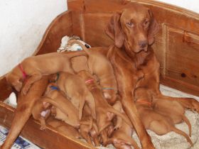 pups bibi 200.jpg