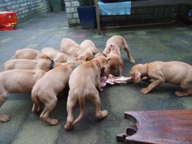 pups bibi 298.jpg