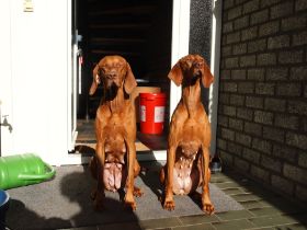 pups bibi 299.jpg