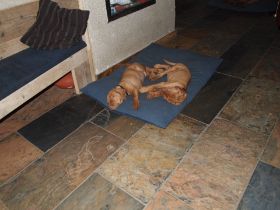 pups bibi 394.jpg