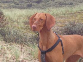 langervelder slag strand 024.jpg