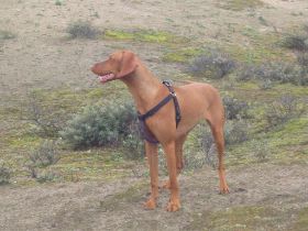 langervelder slag strand 025.jpg