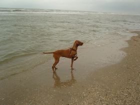 langervelder slag strand 007.jpg