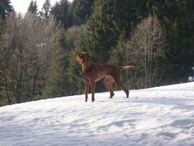 wintervakantie 2008 024.jpg