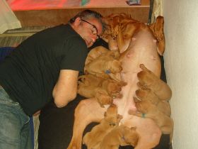 2 de serie pups 115.jpg