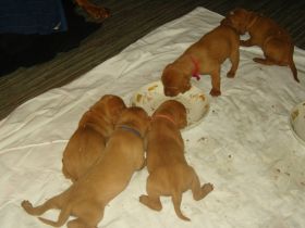 2 de serie pups 203.jpg