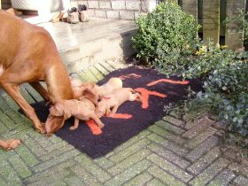 serie 3 pups 010.jpg